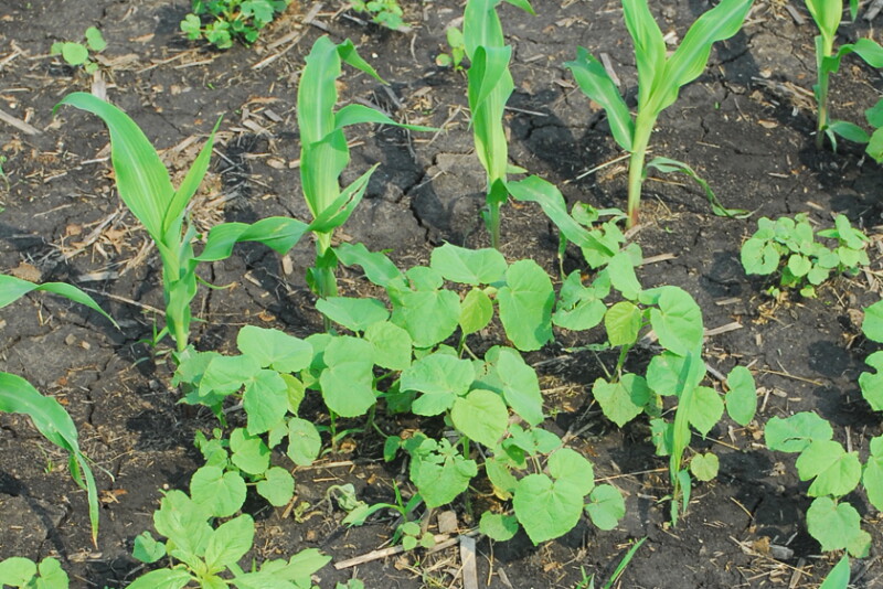 Four Strategies To Save Money On Herbicides Without Sacrificing Weed four-strategies-to-save-money-on-herbicides-without-sacrificing-weed